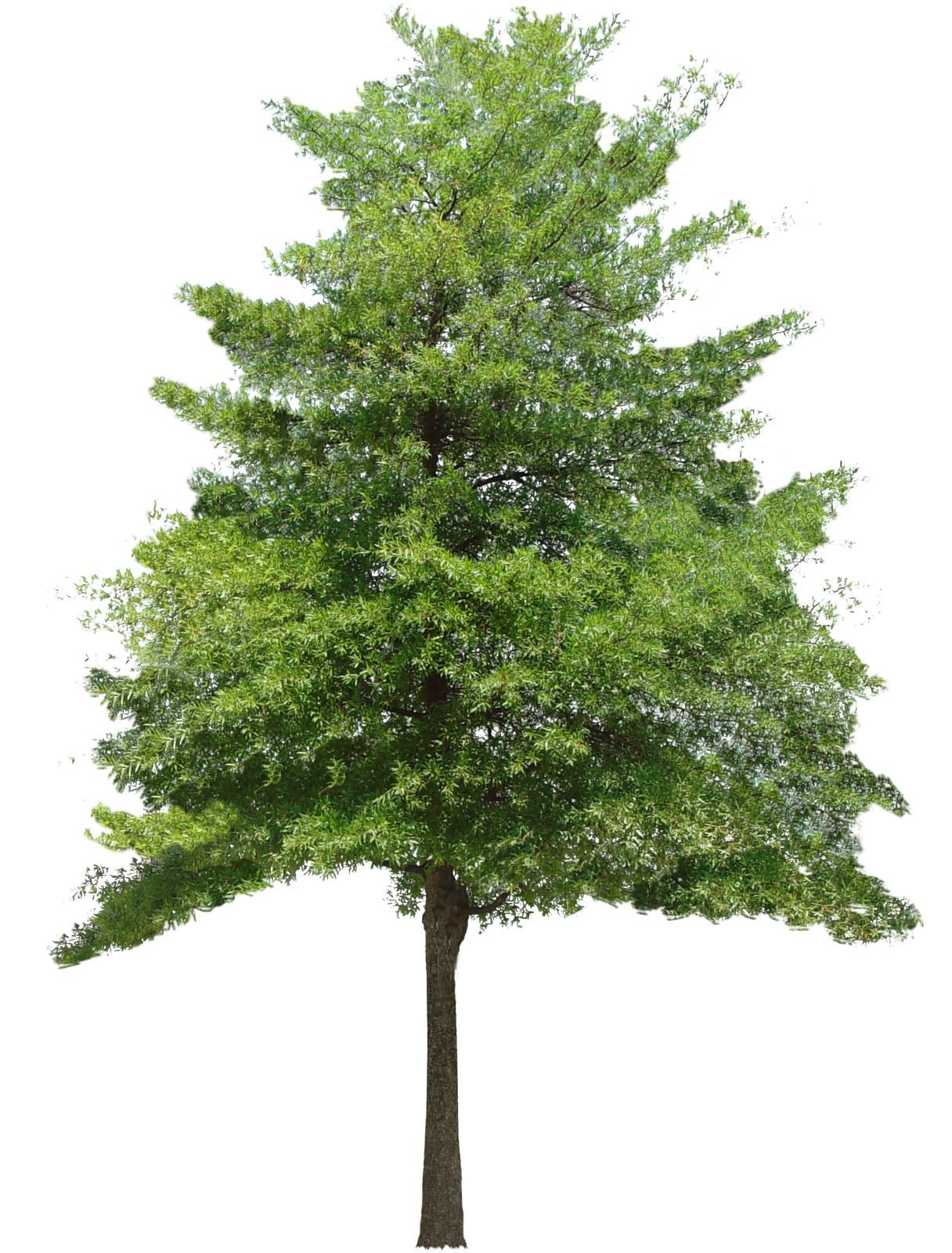 Tree PNG images, Small, Leaf, Cartoon Trees Background - Free