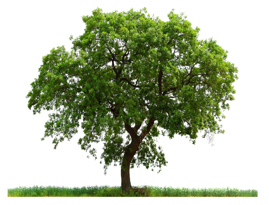 Hơn 1500 mẫu Background png tree Đa dạng và độc đáo cho nhiều dự án khác nhau