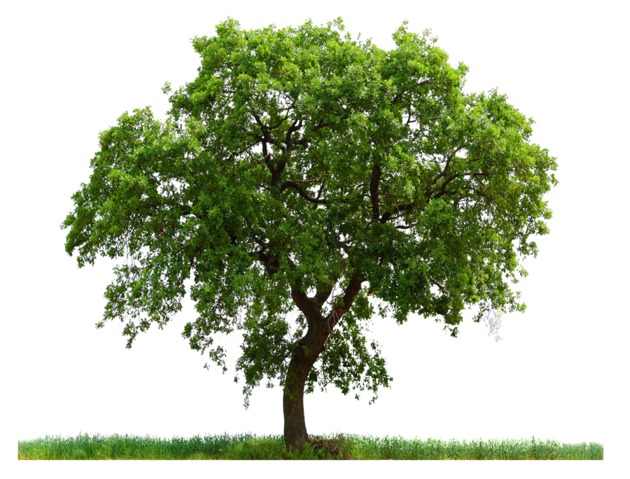 Png Tree Images Small Leaf Cartoon Trees Free Transparent Png