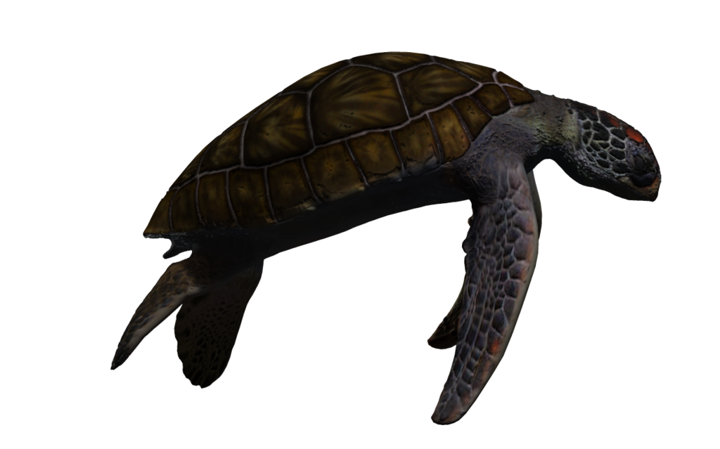 Turtle