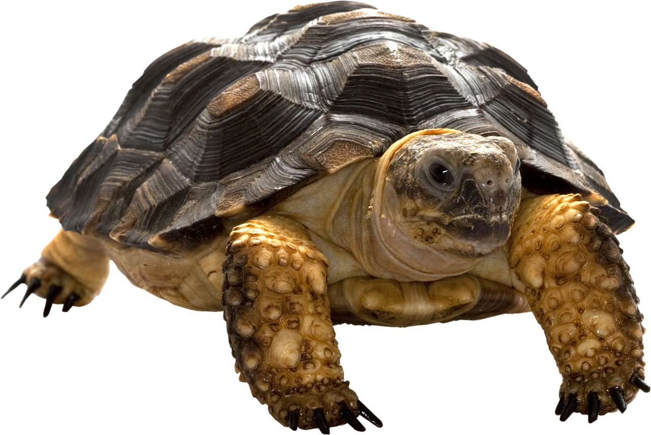 download turtle png transparent images transparent #23707