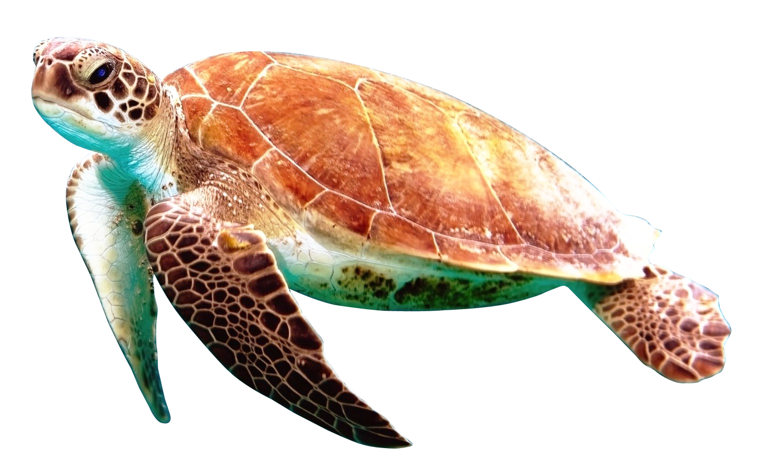 Tortuga En Png