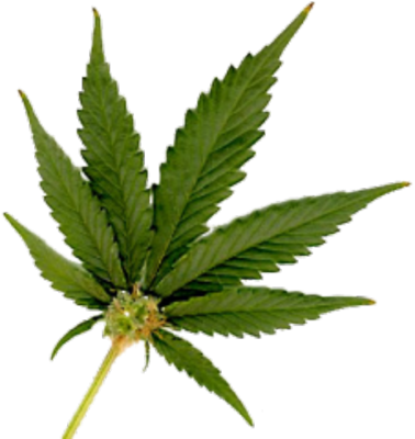 Weed Leaf