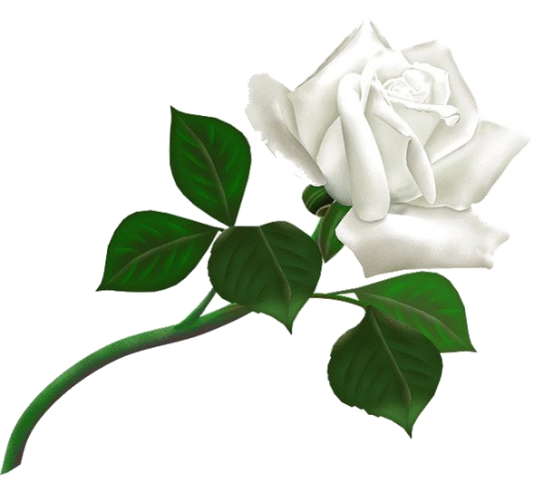 download white rose transparent background png image #19014