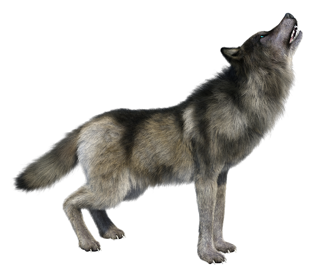 Wolf clipart. Free download transparent .PNG