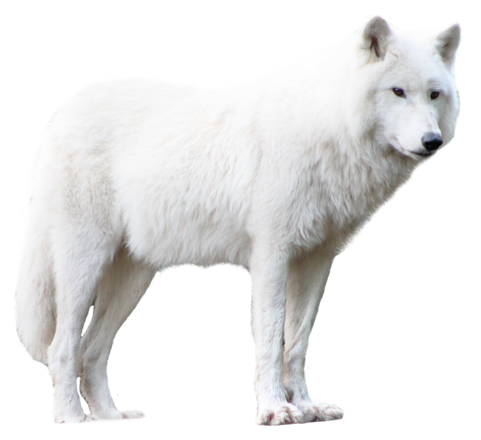 Wolf transparent background 12893848 PNG