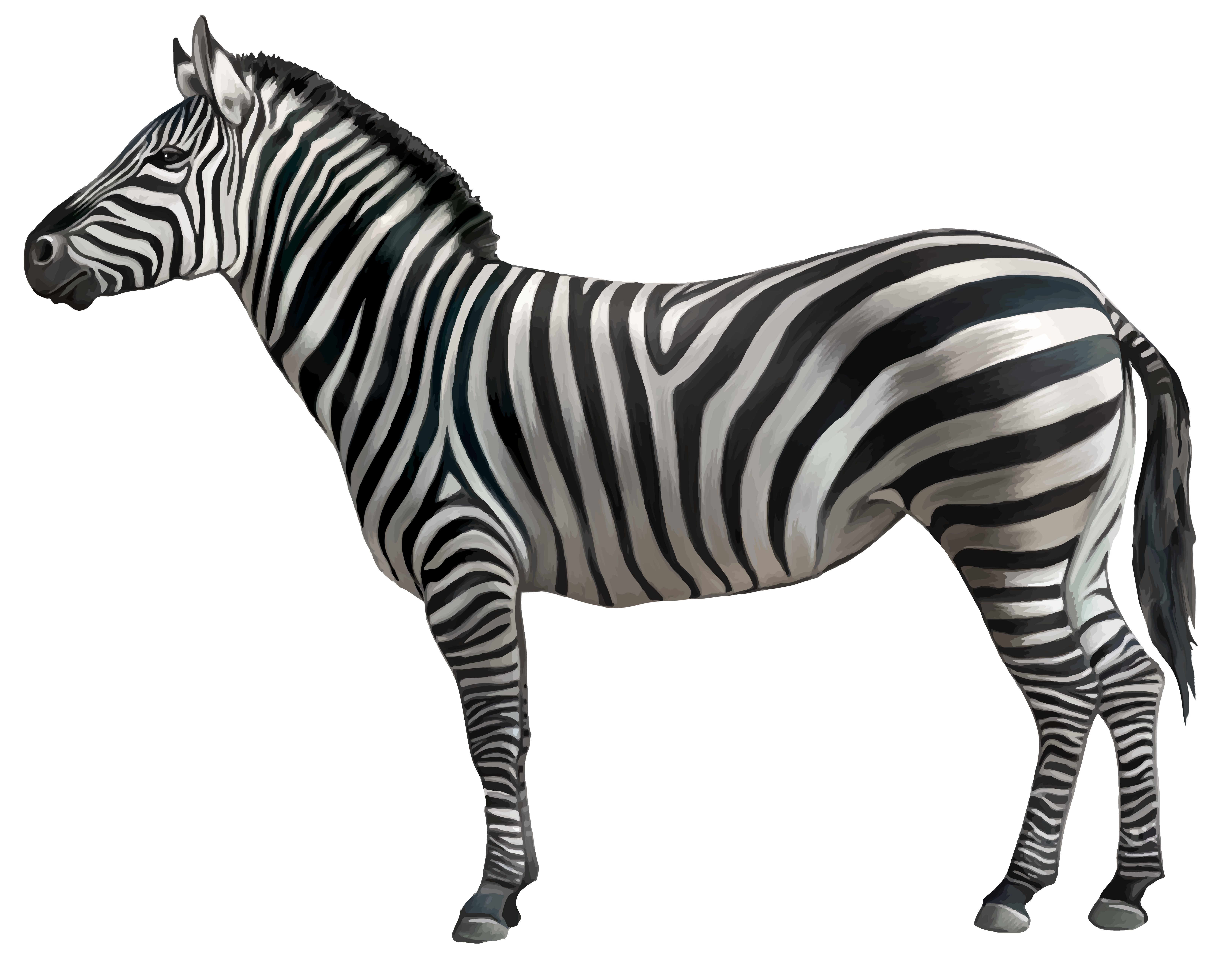 Zebra