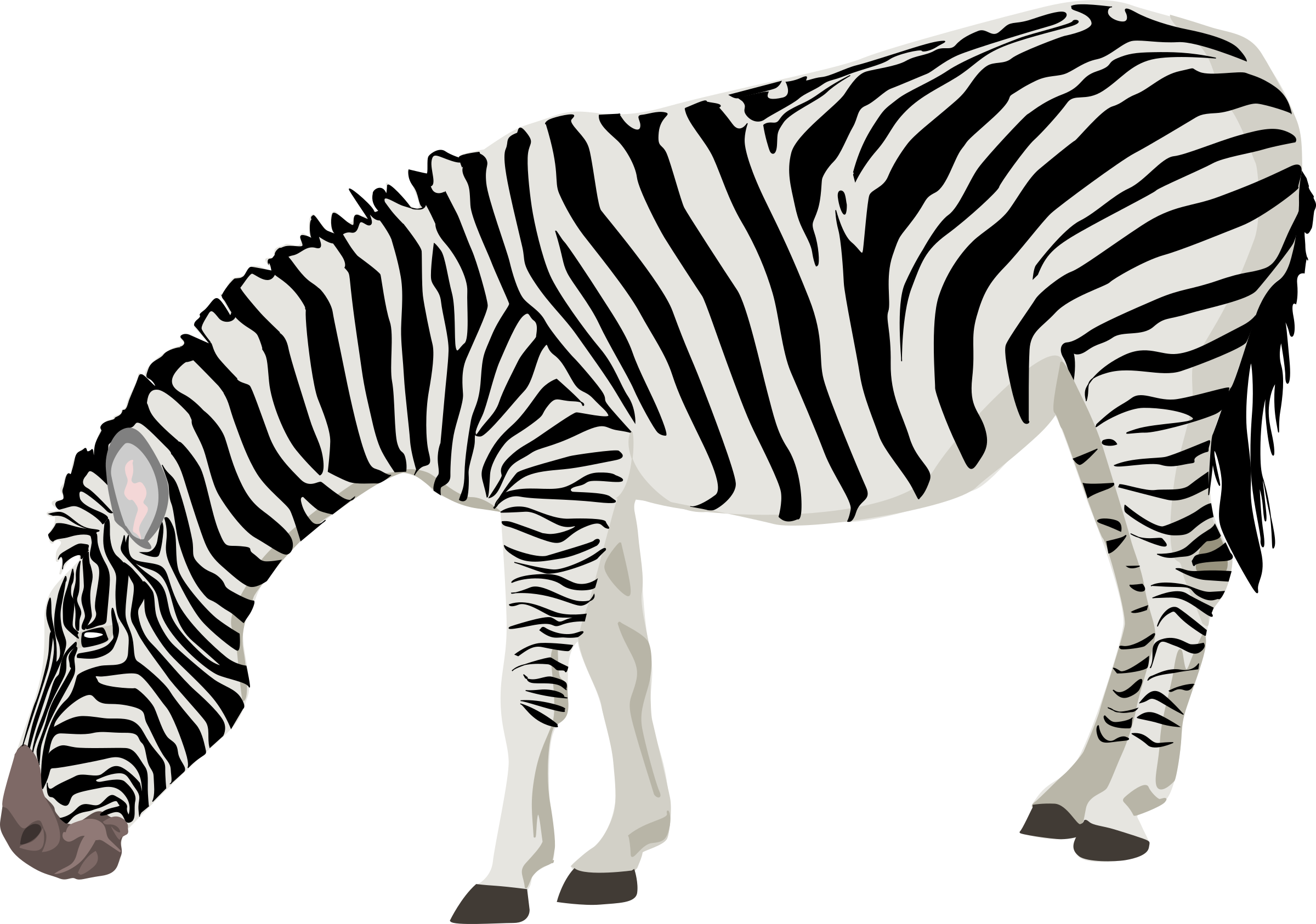 zebra png transparent images png only #29620